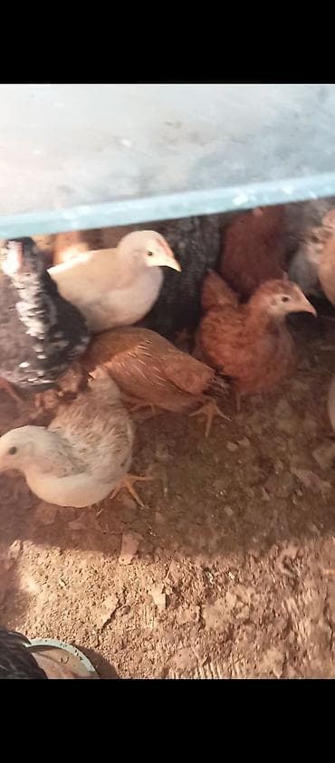 balaca itler satilir: Toyuq cücələri, Ətlik — 3