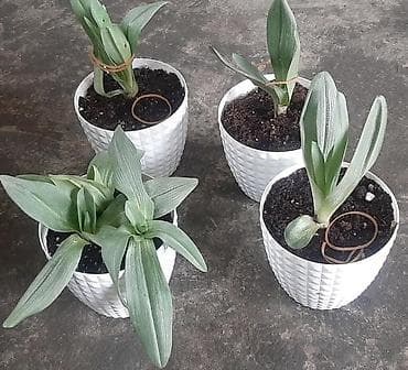 dekabrist gulu qulluq: Saksıda yetişdirilən nadir orkide – “Xaribulbul ” gülləridir - Bitki — 3