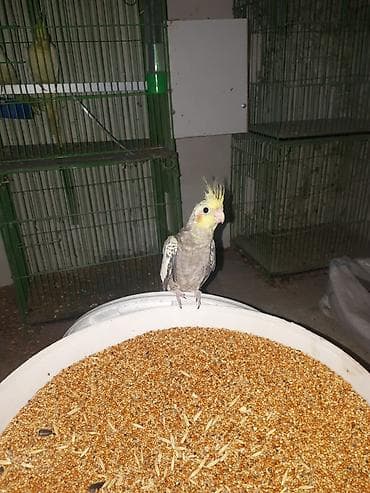 turac quşu: Nymph parrot (Kakaducu/nimfa) – ləkəli boz-sarı rəngli, başda sarı — 2