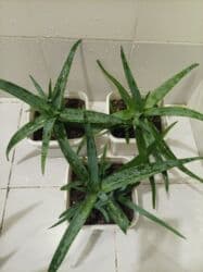 Уличные растения: Aloe vera — 13