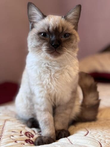 Quşlar: Siam, Erkək, Yaxşı əllərə — 8