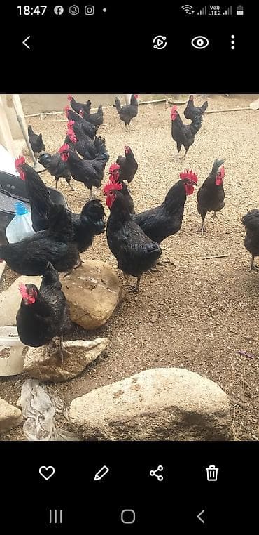 Toyuq, Australorp, Damazlıq