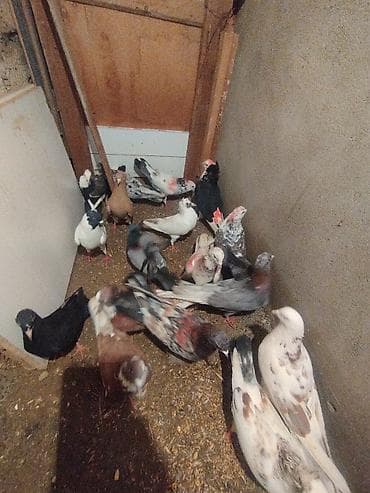 tutu suknje za mame i cerke: Məhsul: Ev göyərçinləri her biri sahibləndirilir wacap 0514383839 — 10