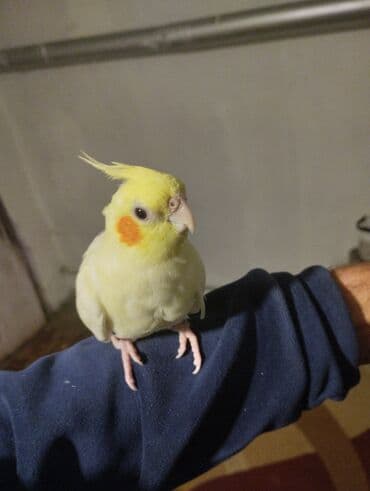 Great Wall: Növ: Nimfa tutuquşu (cockatiel), açıq sarı rəng, yanaqlarda narıncı — 6