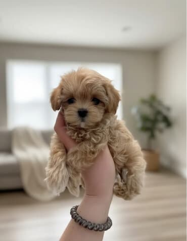 itlər bala: Pudel — 2