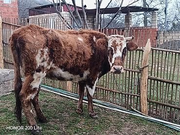 Balıqlar: Salam heyvan Qubadadı real alıcı olsa qiymətdə razılaşmaq olar May — 5