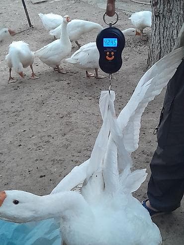 Linda qazları. Mart ayının 21 yumurtadan çıxmış balalardır . Ətlik — 6