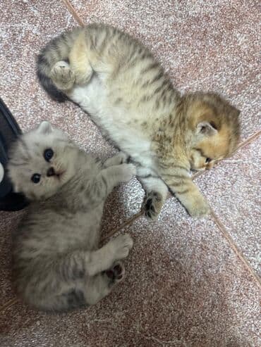 xoruz satışı: Şotland, Erkək, Dişi, Yaxşı əllərə, Ünvandan götürmə, Pulsuz çatdırılma, Ödənişli çatdırılma — 3