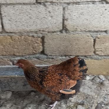 itlər ucuz: Toyuq, Brama, Damazlıq — 3