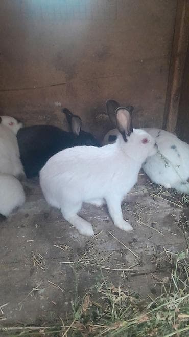 pulsuz heyvanlar verilir: Safqan dovşanlar – ət və damazlıq üçün Məhsul təsviri: - — 1
