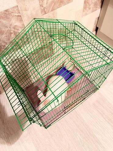 qəfəs: Yaşıl metal qəfəs – dovşan, gəmirici və ya xırda ev heyvanları üçün - — 4