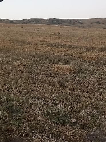 ат: Saman balyaları – xırda (düzbucaqlı) balya - Məzmun: biçindən sonra — 3