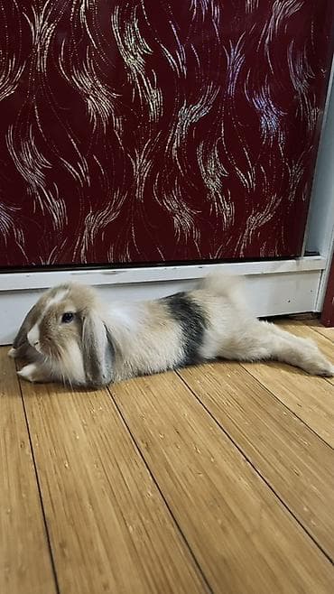 dovsan geyimi: Ev dovşanı - Cins: qulaqları sallanan miniatür ev dovşanı (Mini lop) — 2