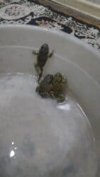 heyvanlara verilen adlar: Qurbaga — 3