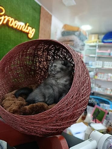 Rahat pişik beşiyi – sferik asma yataq - Material: toxunmuş iplə