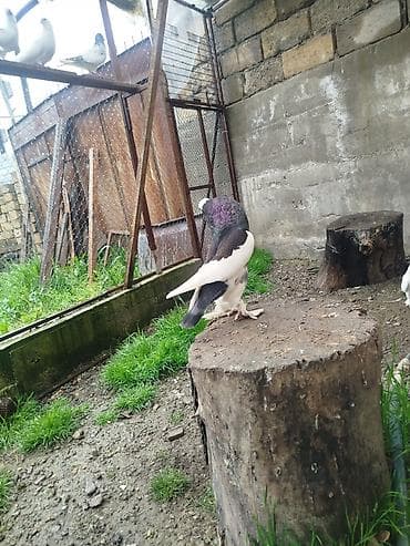 itlerin satisi ve qiymetleri: Cins: Şişin sinəli, tüklü pəncəli göyərçin . super damazliq şişman — 6