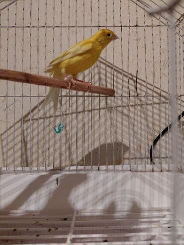 taxta qefes: Sarı kanareyka – - Növ: Kanareyka (sarı rəngli) - Rəng: Parlaq sarı — 1