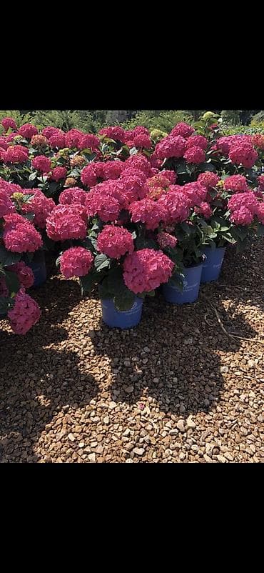 yaz gulləri: Məhsul: Saksıda hortensiya (Hydrangea) - Rənglər: mavi, bənövşəyi — 3