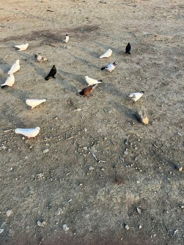 Akvarium aksessuar və ləvazimatları: Göyərçinlər zabratdadı hamsı uçan quşlardı isdəyən olsa gəlsin həyətdə — 7