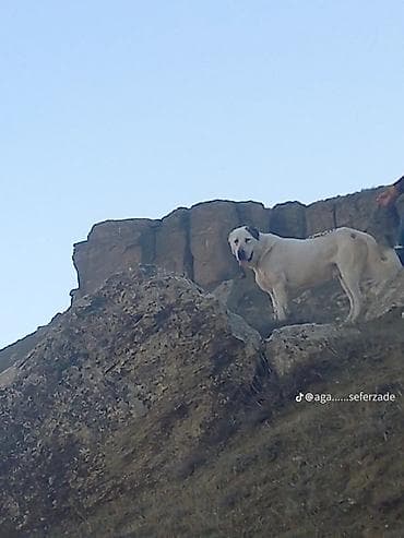 butun it cinsleri: Alman çoban iti — 3