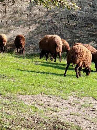 Qoyun sürüsü – ət və damazlıq üçün - Fotoşəkillərdə qəhvəyi və açıq