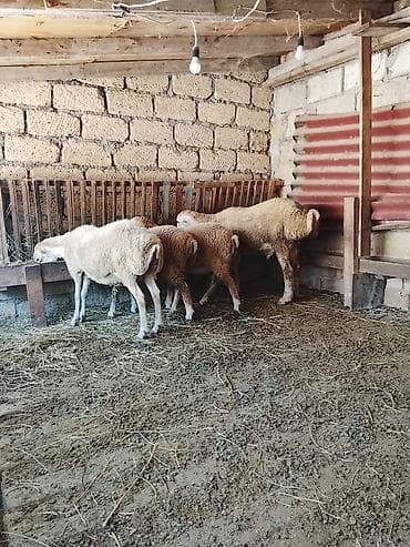 guzu: Qoyunlar, qoçlar — 1