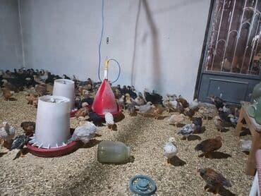 tap.az heyvanlar qusar: Toyuq cücələri, Ətlik — 1