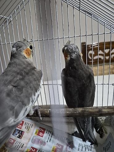 quş bazarı: Diqqətlə oxuyun! 3aylıq quş biri 20azn. 2 quş qəfəslə birlikdə — 2
