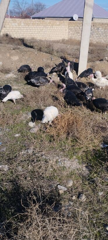 Qoyunlar, qoçlar: Yerli hinduşkalar satilir damazliq ve kesimlik — 3