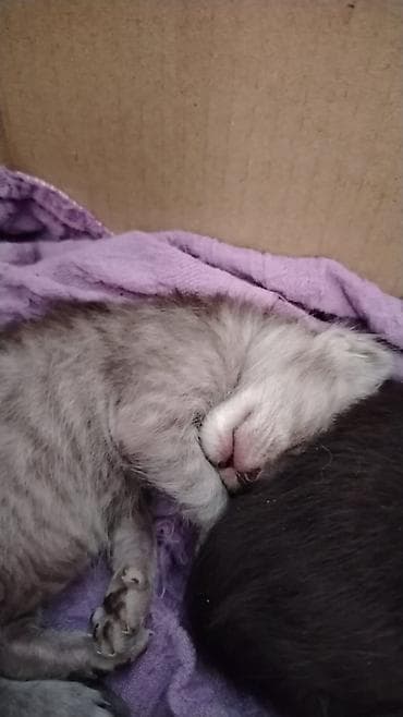 balaca şirin itler: Dişi, Yaxşı əllərə, Ünvandan götürmə — 3