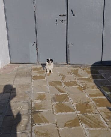 ev heyvan adlari: Peyvəndli — 9