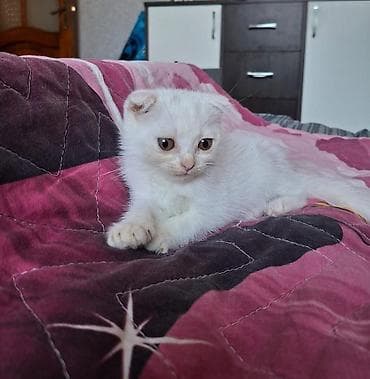 pisik sekileri: Britan — 5