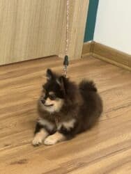 pomeranian qiyməti: Şpitz, 6 ay, Erkek, Ünvandan götürmə — 2