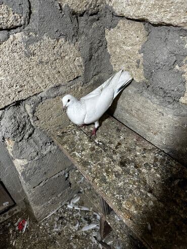 göyercin yuvası: Salam 18.19 quwdi hamsi tam sağlamdi oz quwdarimdi isimle elaqeder — 4