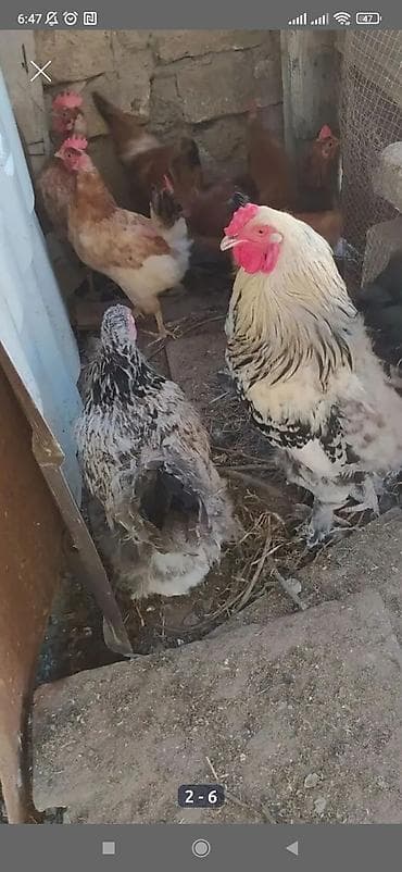 Kənd təsərrüfatı quşları: Toyuq, Brama, Damazlıq — 4