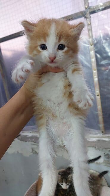 UAZ: Şinşilla, Yaxşı əllərə — 4