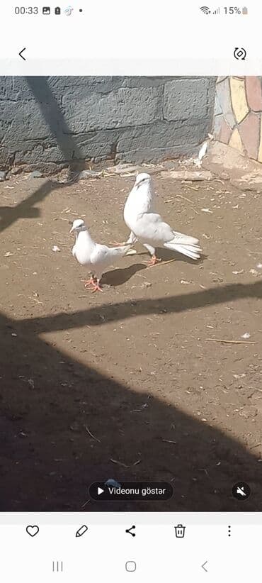 попугай ара цена: Salam Alokum 20 eded goyercindi kohne cinsderdi 11.12.13 tuklerdi — 2