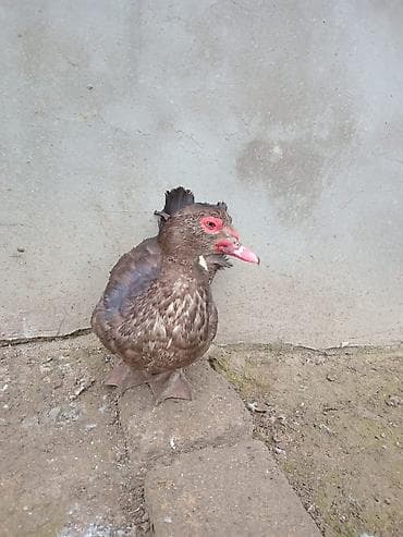 Pişiklər: Krasnodar ördək balaları satılır.Erkəkdilər.İki dənədir.6 — 2