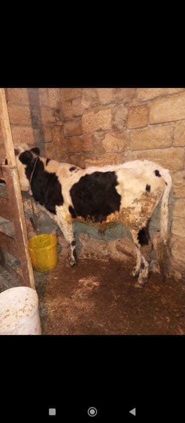 Erkək danalar
satılır istəyən əlaqə saxlasın lalafo.az -da Erkək danalar
satılır istəyən əlaqə saxlasın