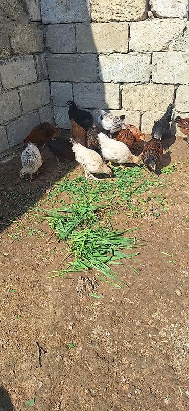 kent cüceleri: Toyuq cücələri, Damazlıq, Ödənişli çatdırılma — 1