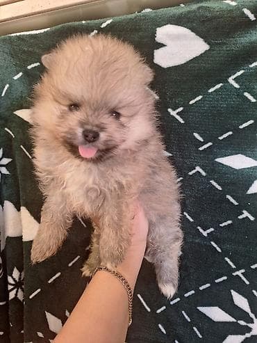 it parodaları: Şpitz — 8