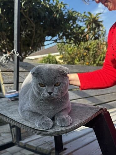 pişik sahiblendirme: Britan, Erkək, Yaxşı əllərə, Ünvandan götürmə, Ödənişli çatdırılma — 2