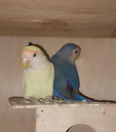 Tutuquşları: Sevgi quşları (lovebird) cütü – dekorativ və evdə bəsləmək üçün hazır — 3