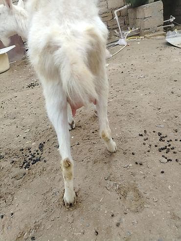 Gəmiricilər: Salam 5 disi dir 1 erkey sanen 4 bala — 7