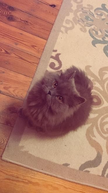 sotland pisiyi satilir: Yaxşı əllərə — 1