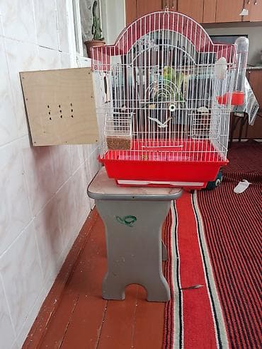 quş adları: Salam Məhəbət Quşları satılır Tam sağlamdır. Böyük Qəvəs yuvalıq — 3