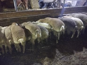 mal qoyun: Əmlik quzu . tərəzi ilə 9.50 . Reyal alıcı narahat etsin boş bekar — 8