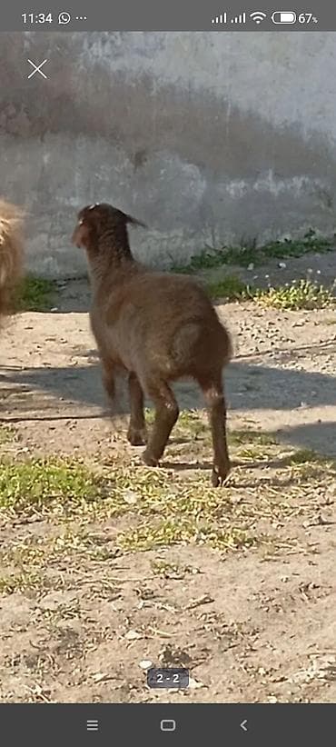 quzu satisi: Ana bala Qoyundur Tecılı satılır fikiri ciddi olan zg vursun 099 - — 4