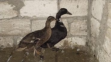 Dişi, Damazlıq, Ödənişli çatdırılma