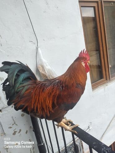 col quşu: Məhsul: Ev quşu – xoruz Xüsusiyyətlər: - Parlaq qırmızı-qəhvəyi lələk — 2